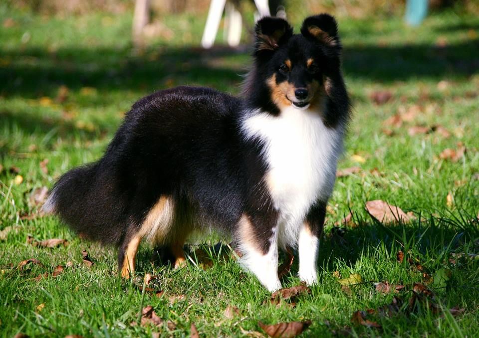 Maya brune Des Shelties De La Rose