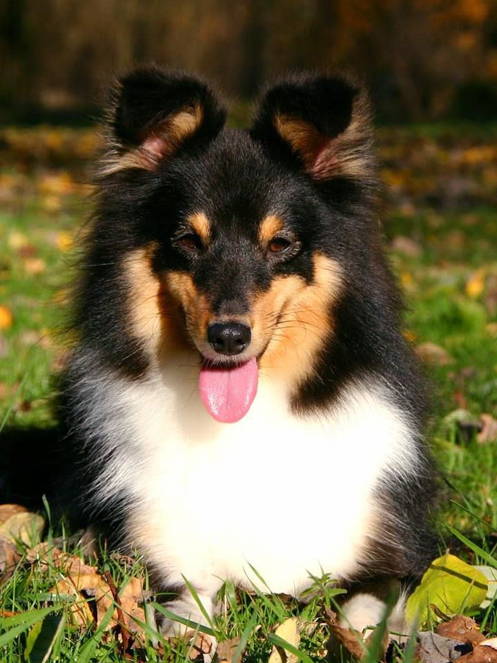 Maya brune Des Shelties De La Rose