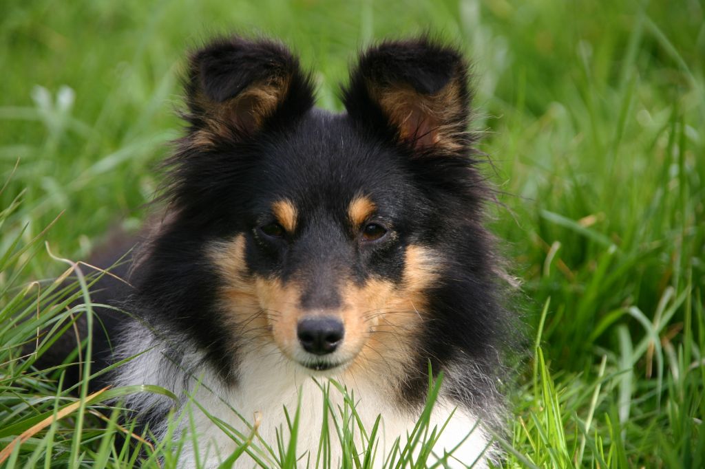 Maya brune Des Shelties De La Rose