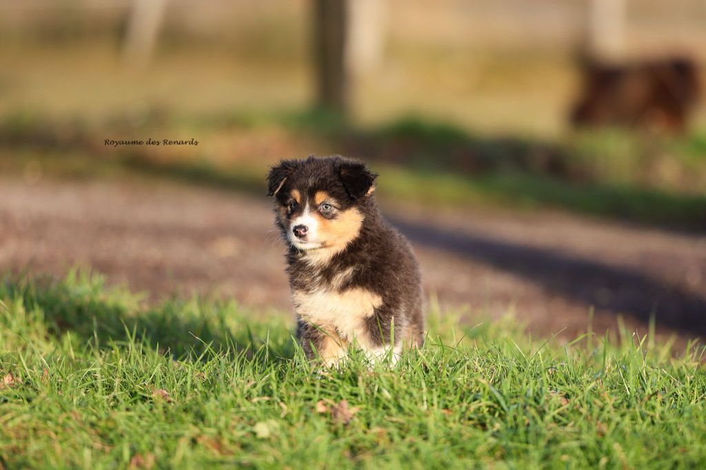 Du Royaume Des Renards - Chiot disponible  - Berger Australien