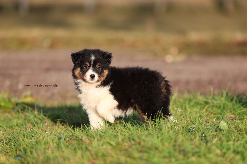 Du Royaume Des Renards - Chiot disponible  - Berger Australien