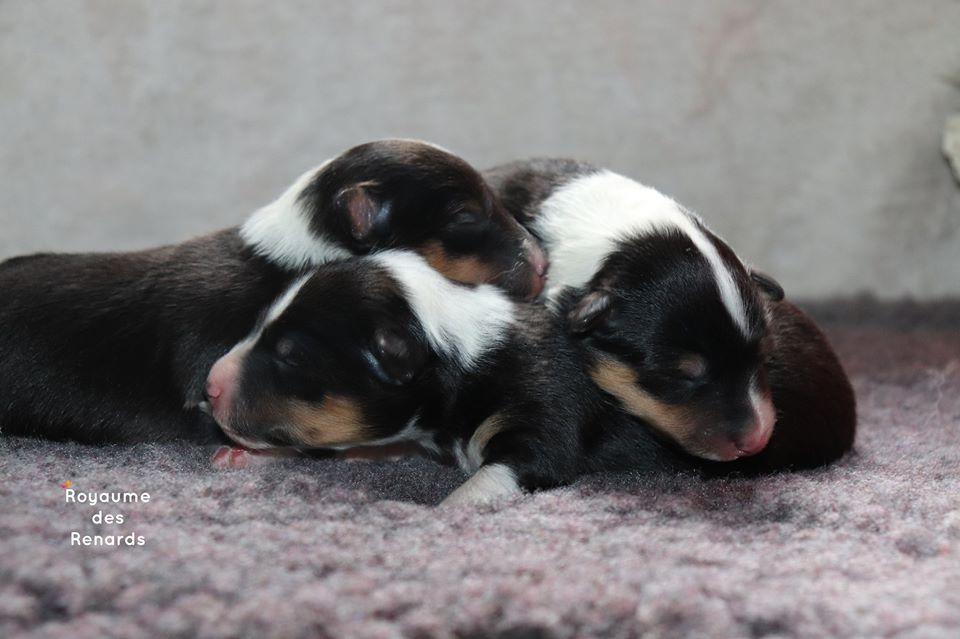 Du Royaume Des Renards - Shetland Sheepdog - Portée née le 08/10/2019