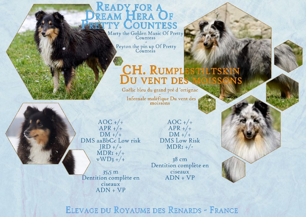 chiot Shetland Sheepdog Du Royaume Des Renards