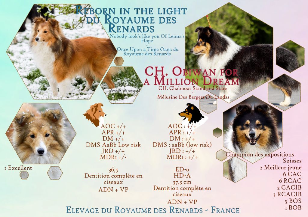 chiot Shetland Sheepdog Du Royaume Des Renards