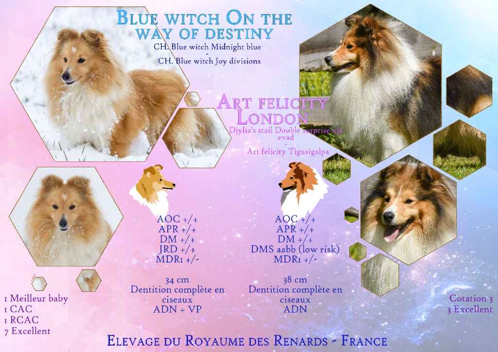 chiot Shetland Sheepdog Du Royaume Des Renards