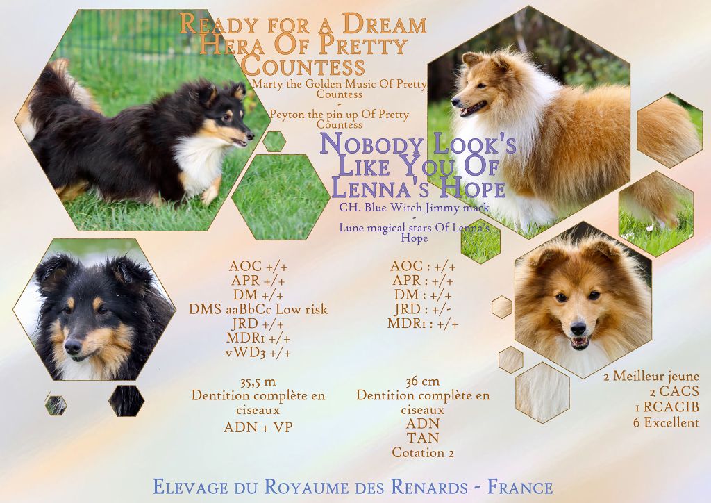 chiot Shetland Sheepdog Du Royaume Des Renards