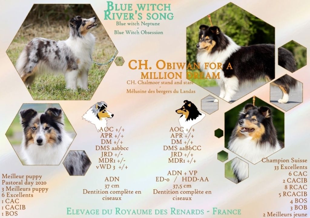 chiot Shetland Sheepdog Du Royaume Des Renards