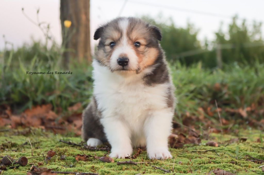 Du Royaume Des Renards - Chiot disponible  - Shetland Sheepdog