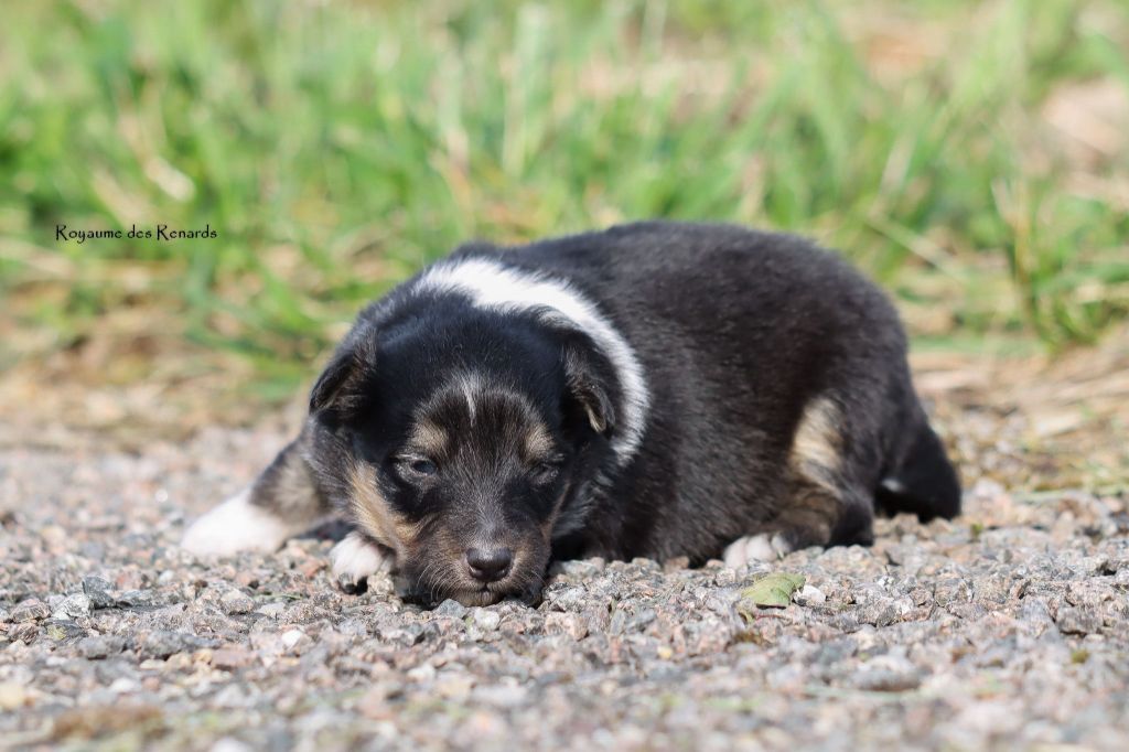 Du Royaume Des Renards - Chiot disponible  - Shetland Sheepdog