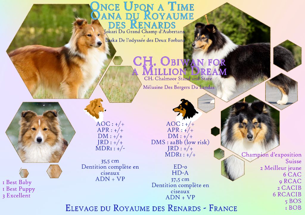 chiot Shetland Sheepdog Du Royaume Des Renards