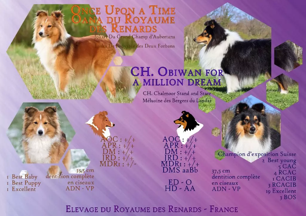 chiot Shetland Sheepdog Du Royaume Des Renards