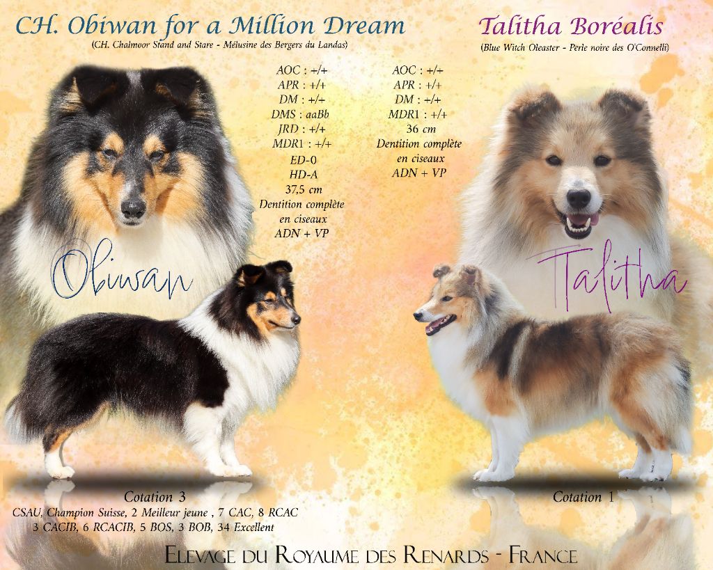 chiot Shetland Sheepdog Du Royaume Des Renards