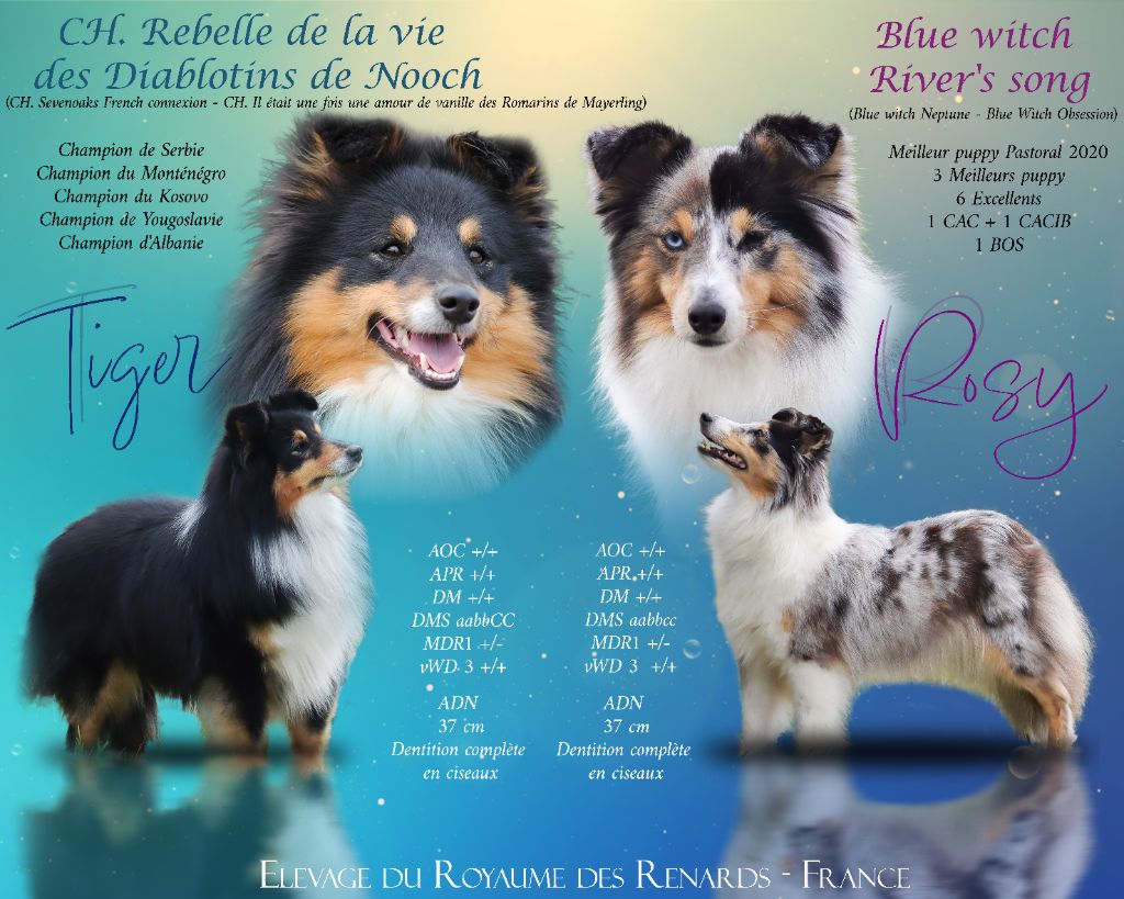 chiot Shetland Sheepdog Du Royaume Des Renards