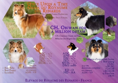 Du Royaume Des Renards - Shetland Sheepdog - Portée née le 16/03/2022