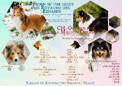 Du Royaume Des Renards - Shetland Sheepdog - Portée née le 08/10/2022