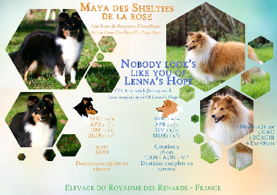 Du Royaume Des Renards - Shetland Sheepdog - Portée née le 12/06/2022