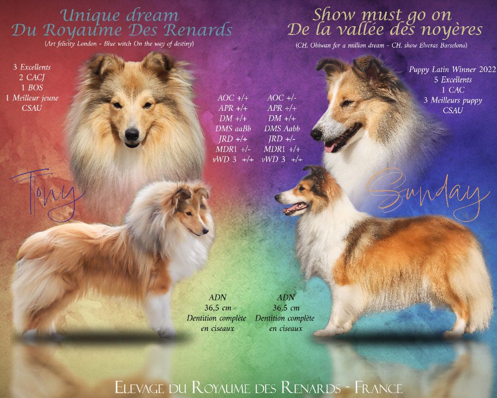 chiot Shetland Sheepdog Du Royaume Des Renards