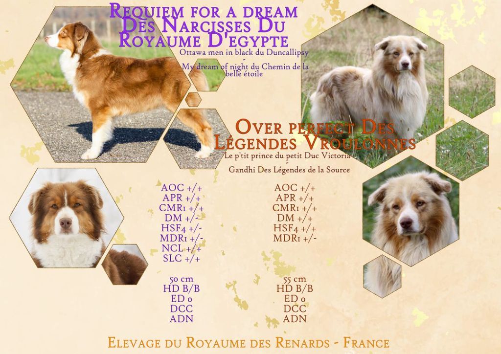 chiot Berger Australien Du Royaume Des Renards