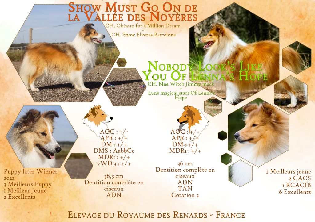 chiot Shetland Sheepdog Du Royaume Des Renards