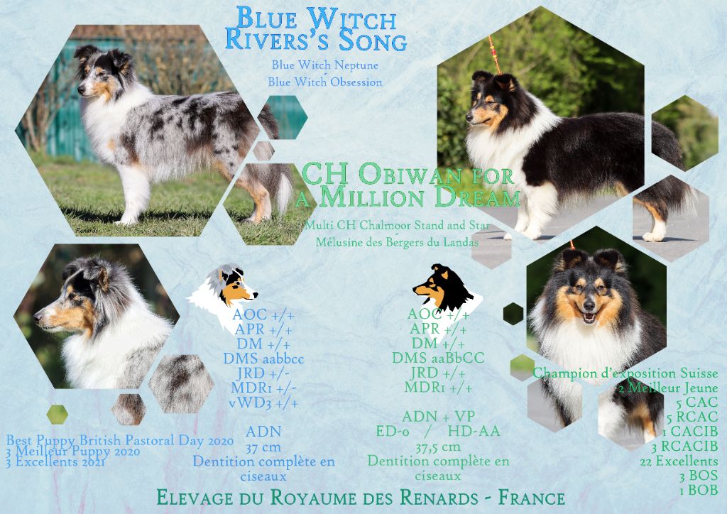 chiot Shetland Sheepdog Du Royaume Des Renards