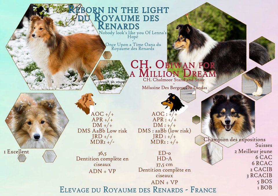 chiot Shetland Sheepdog Du Royaume Des Renards