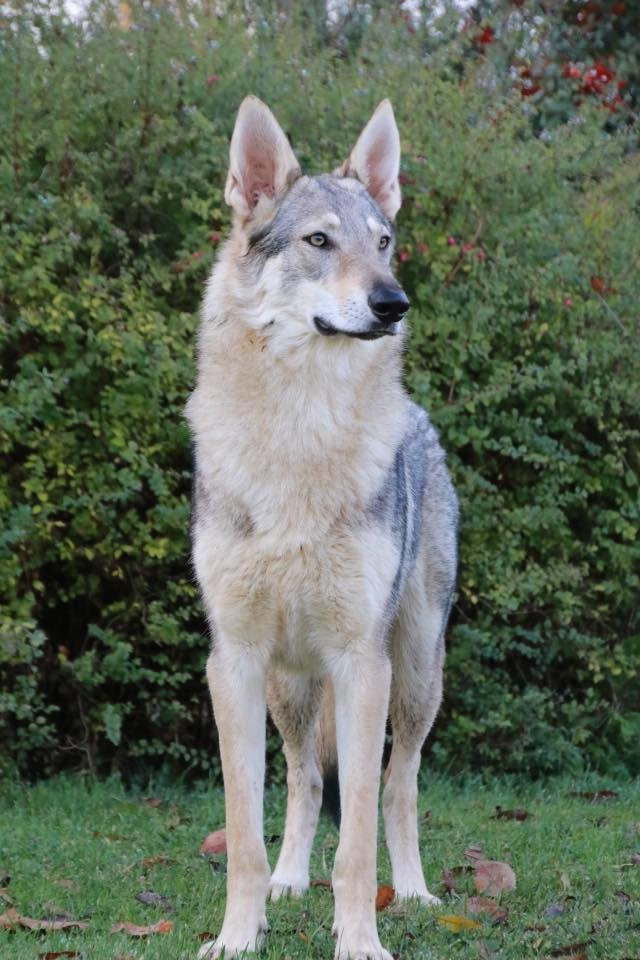 The Ending Of Hell Wolves LingaÏ