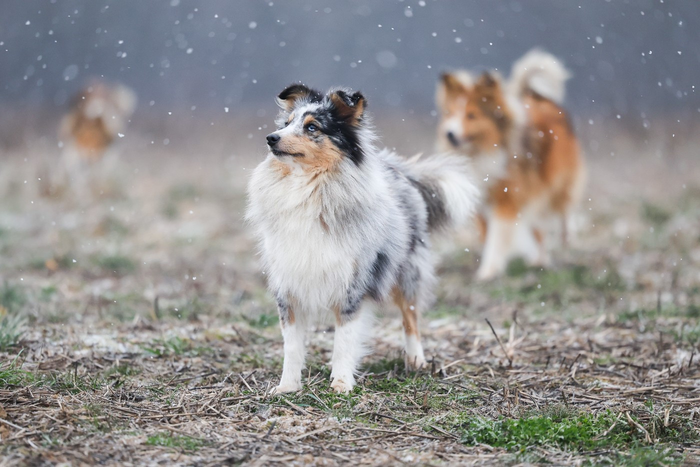 T'challa wakanda forever Du Royaume Des Renards