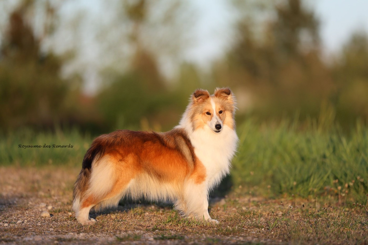 Sunday - show must go on De la vallée des noyeres