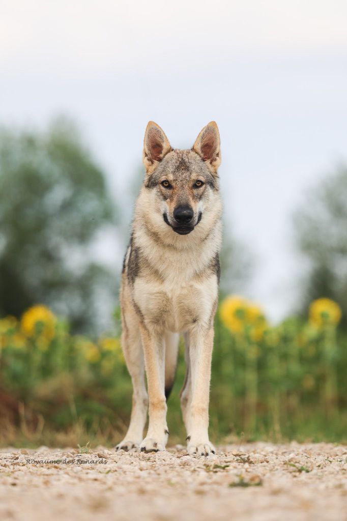 The Ending Of Hell Wolves Vision of togo - balto
