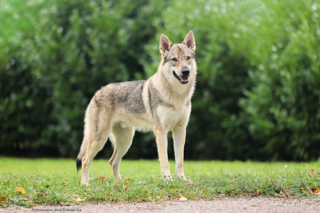 The Ending Of Hell Wolves Vision of togo - balto