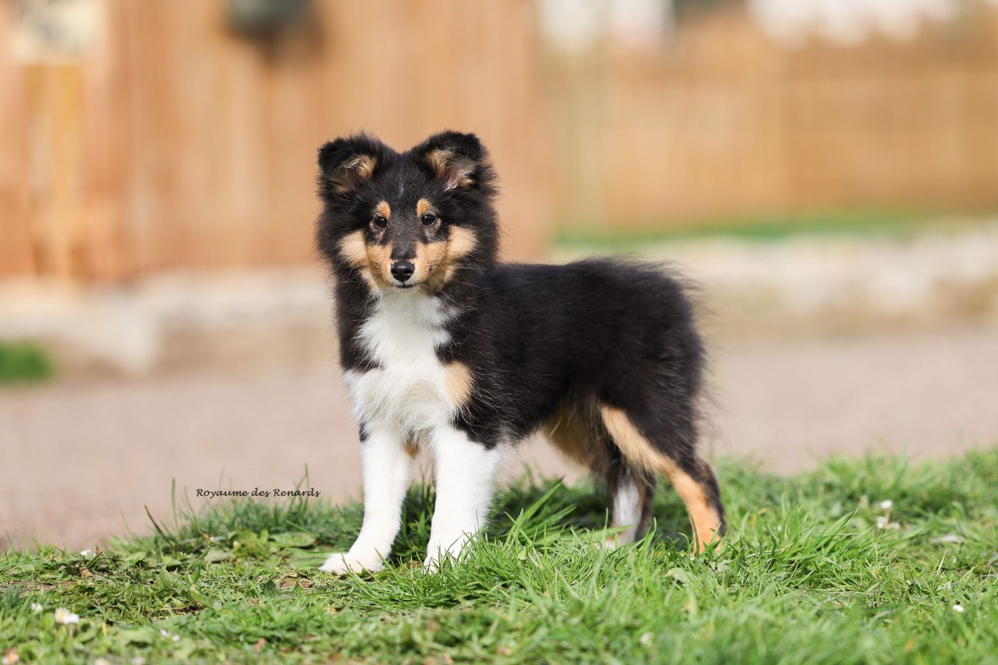 "Anakin" Fernando Gyvenimo Energija