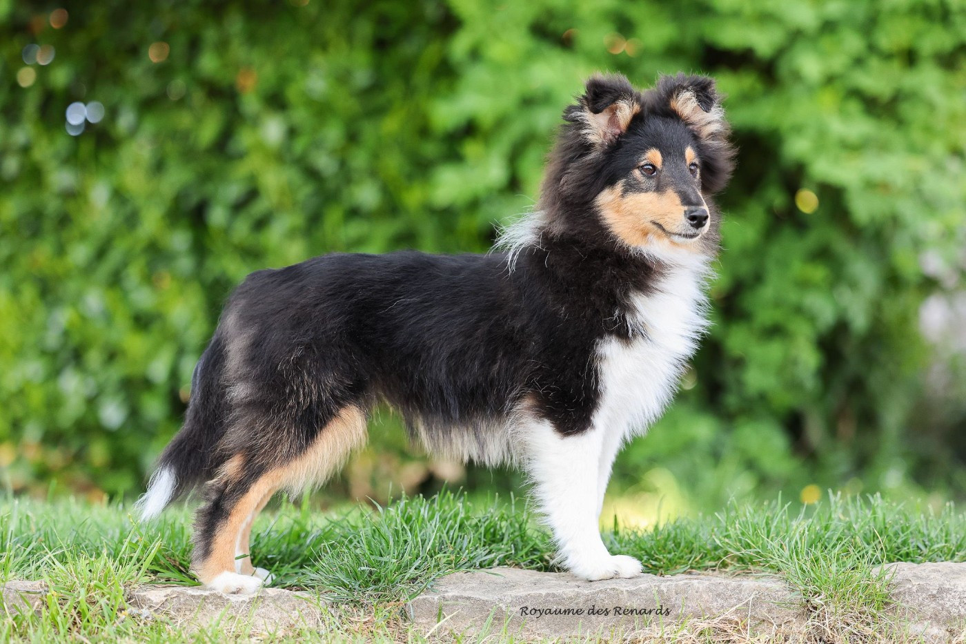 "Anakin" Fernando Gyvenimo Energija