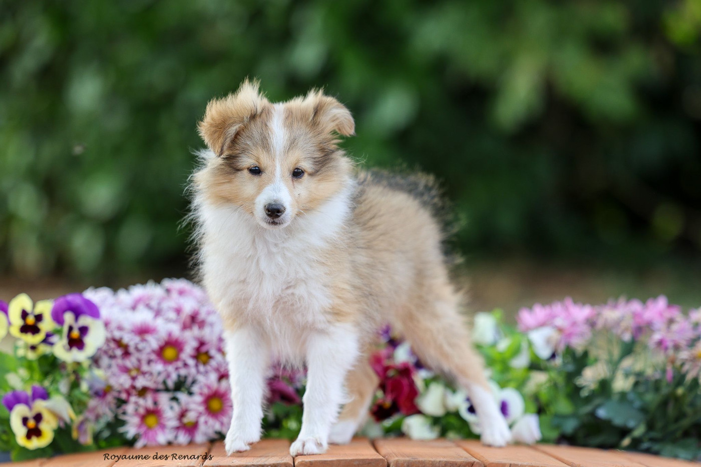 "Buffy" Born to be a fox Du Royaume Des Renards
