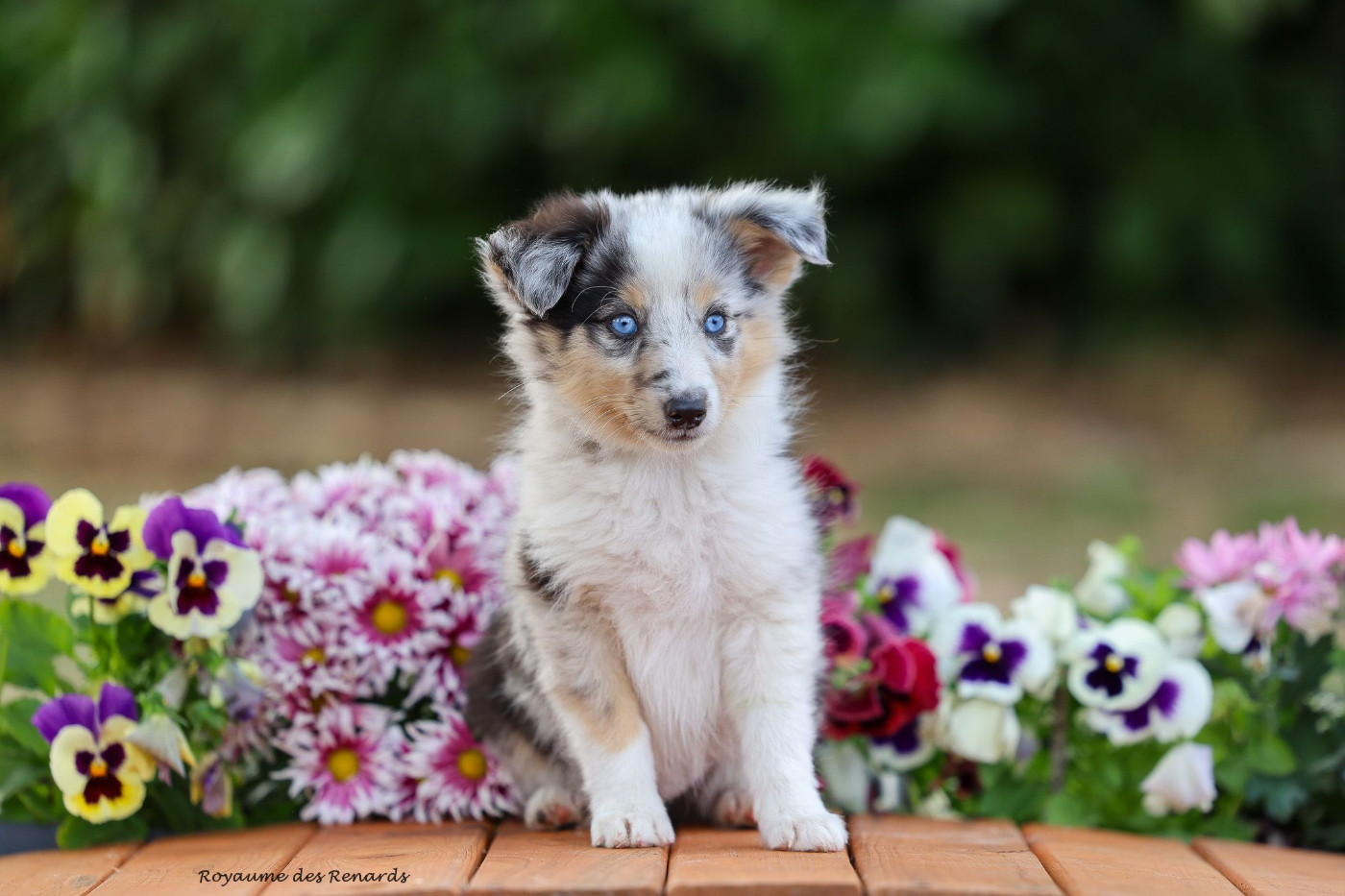 "Willow" Blue fox the dream witch Du Royaume Des Renards