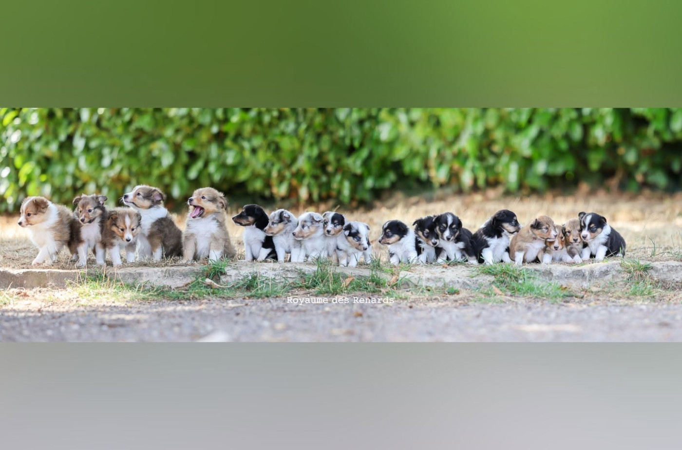 Les bébés de l'été 2026