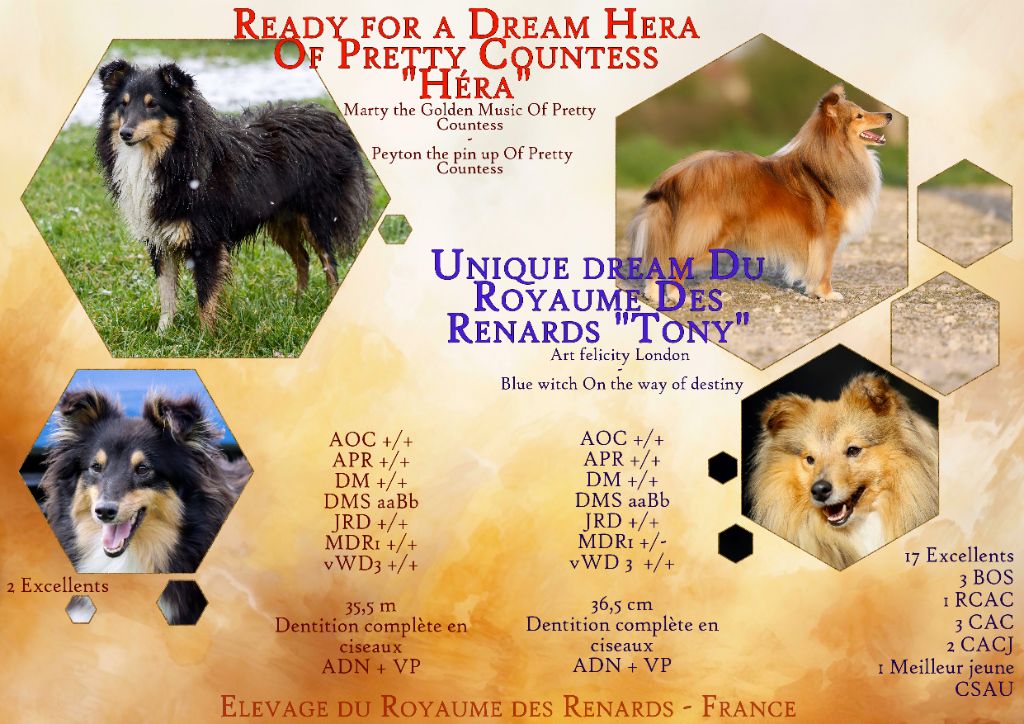 Du Royaume Des Renards - Prochains renardeaux 2025