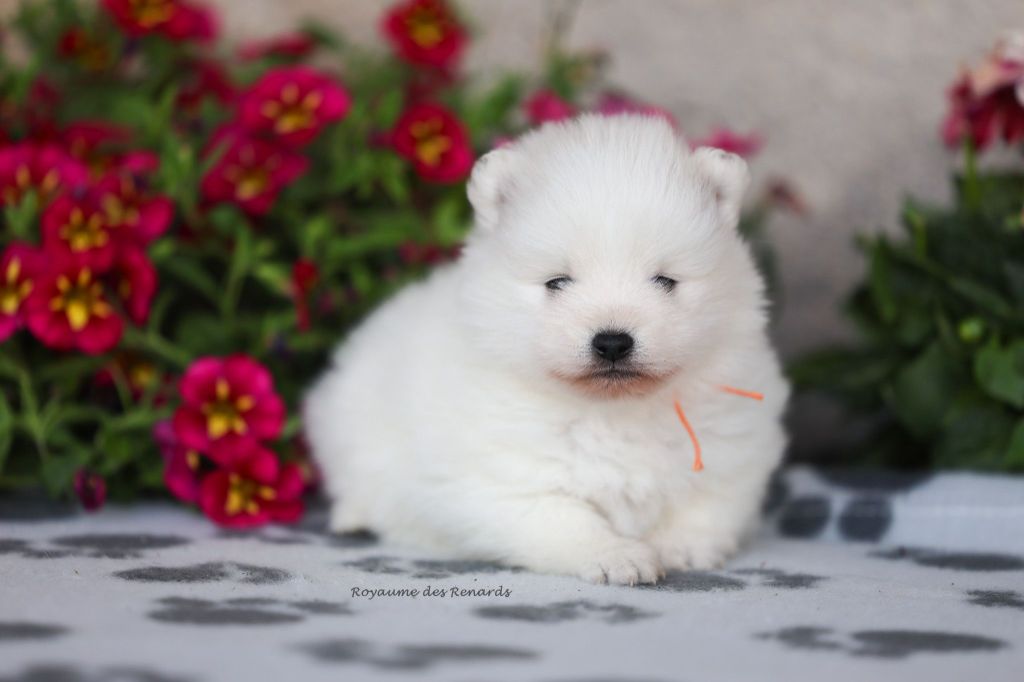 Du Royaume Des Renards - Chiots disponibles - Spitz japonais