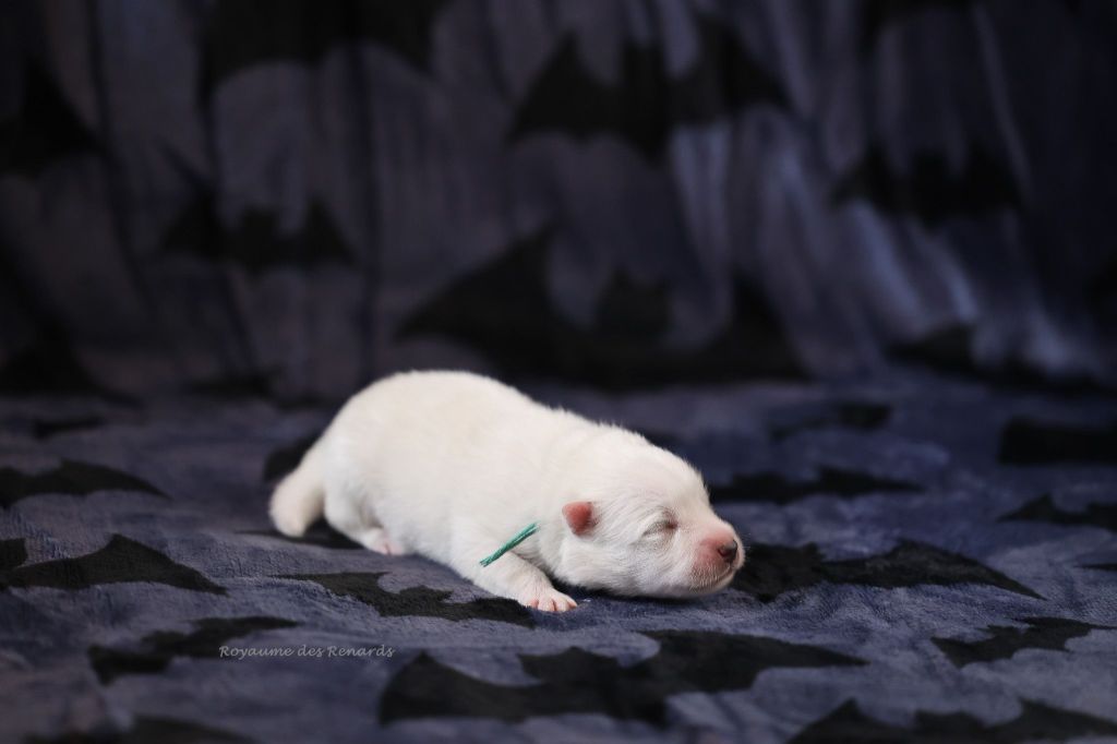 Du Royaume Des Renards - Chiots disponibles - Spitz japonais