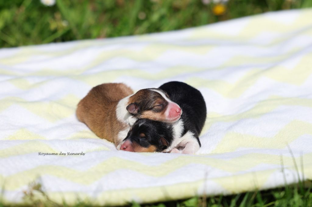 Du Royaume Des Renards - Chiots disponibles - Shetland Sheepdog