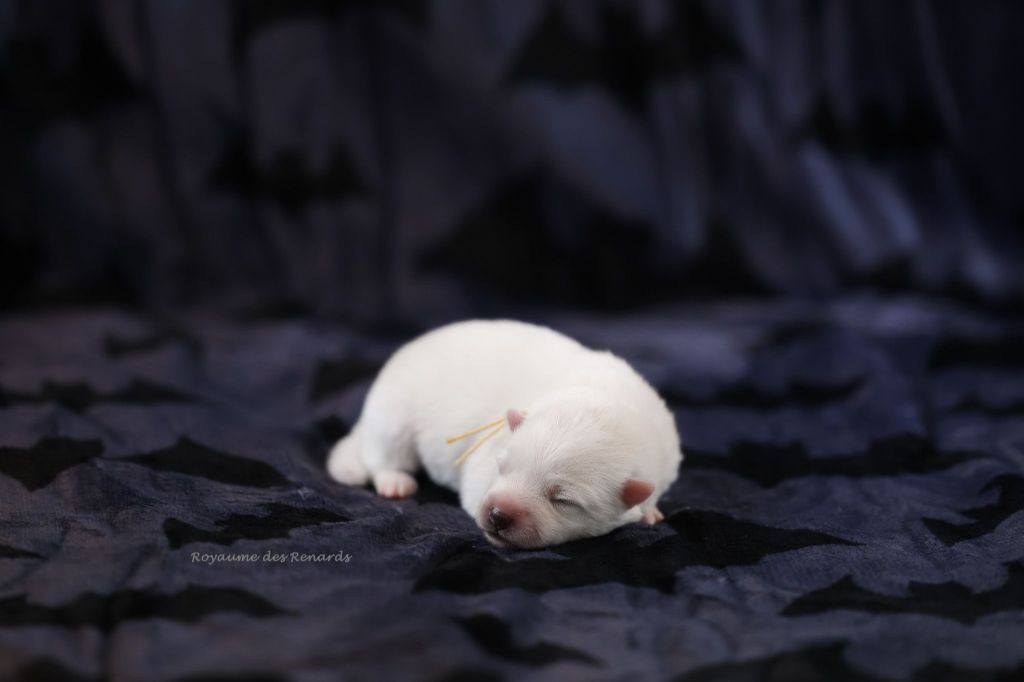 Du Royaume Des Renards - Chiots disponibles - Spitz japonais