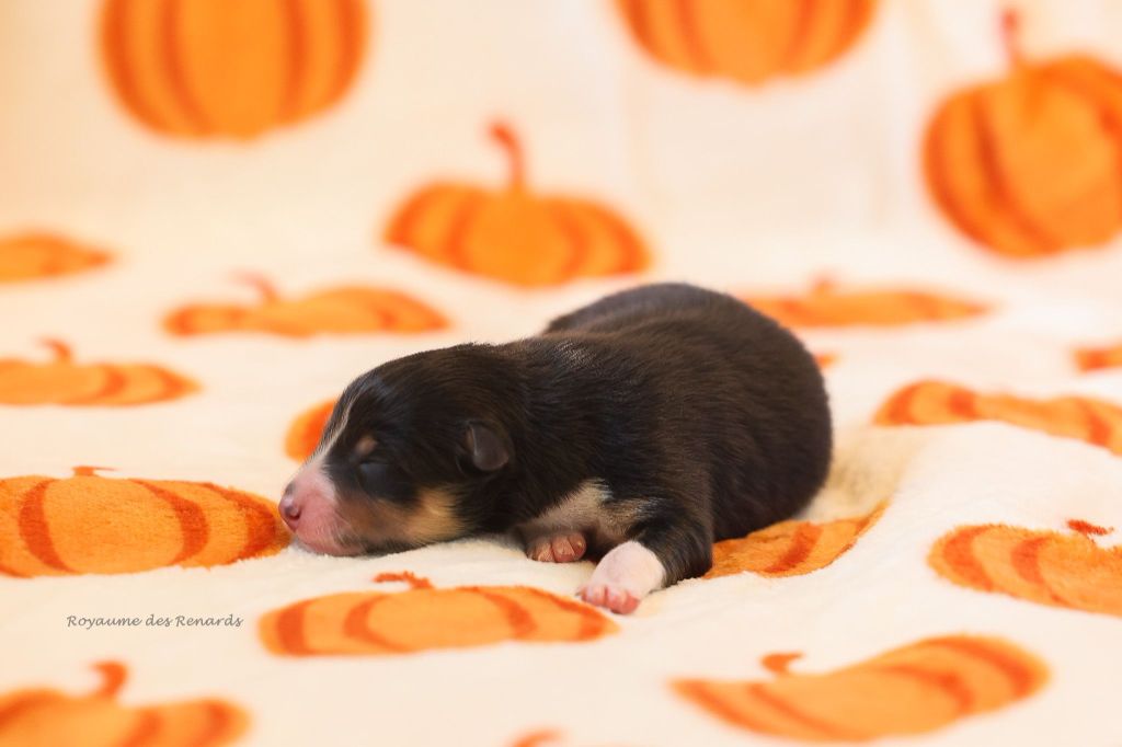 Du Royaume Des Renards - Chiots disponibles - Shetland Sheepdog