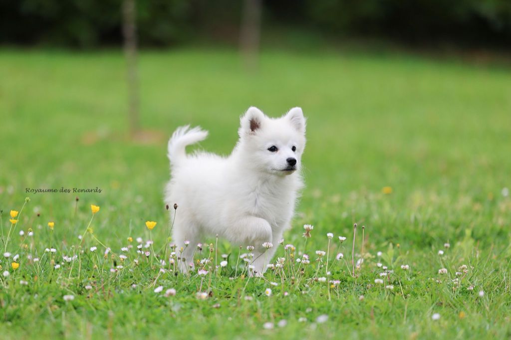 Du Royaume Des Renards - Chiots disponibles - Spitz japonais