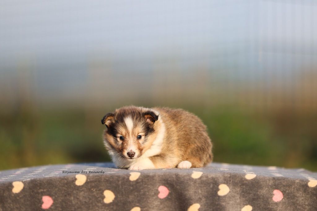 Du Royaume Des Renards - Chiots disponibles - Shetland Sheepdog
