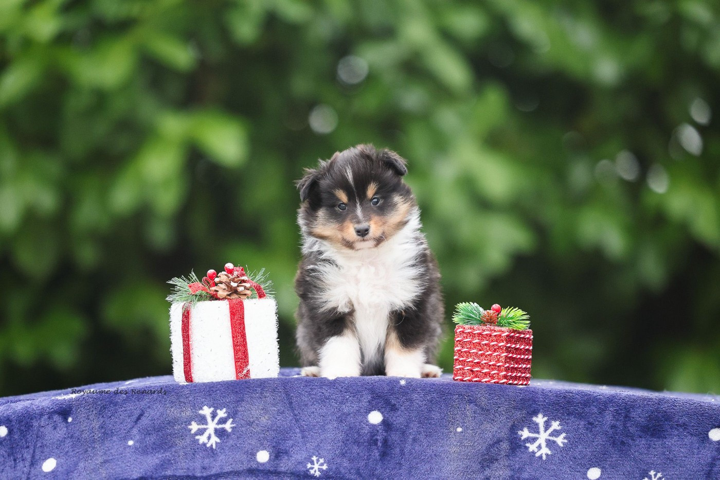 Du Royaume Des Renards - Chiots disponibles - Shetland Sheepdog