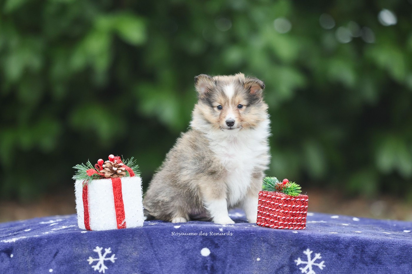 Du Royaume Des Renards - Chiots disponibles - Shetland Sheepdog