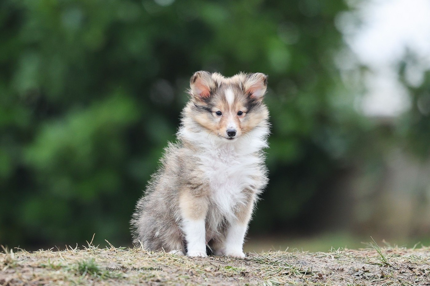Du Royaume Des Renards - Chiots disponibles - Shetland Sheepdog