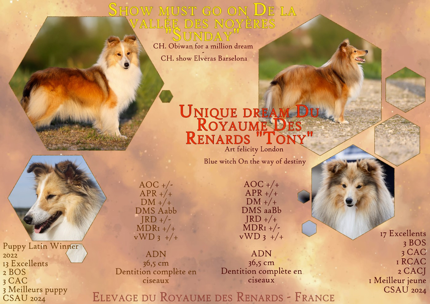 Du Royaume Des Renards - Shetland Sheepdog - Portée née le 01/03/2026