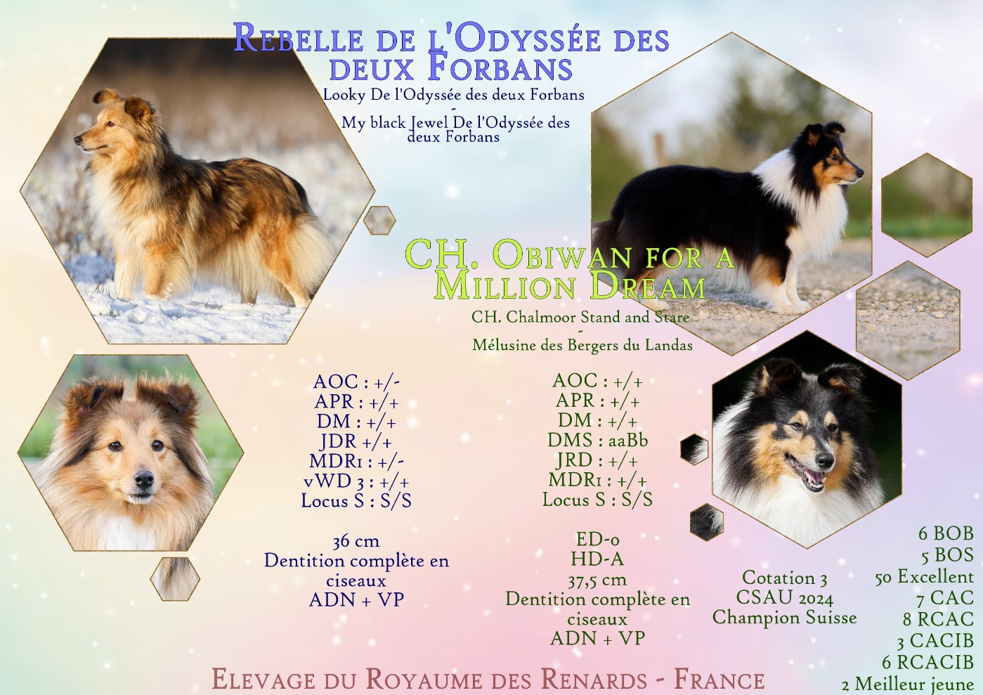 Du Royaume Des Renards - Shetland Sheepdog - Portée née le 03/03/2026