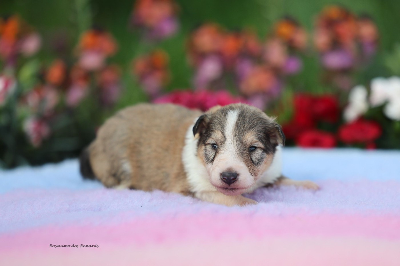 Du Royaume Des Renards - Chiots disponibles - Shetland Sheepdog