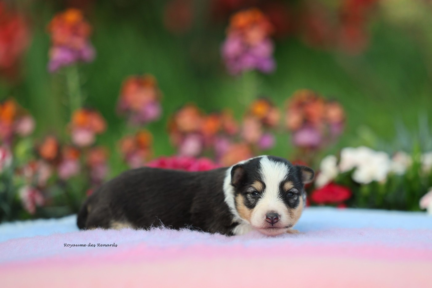 Du Royaume Des Renards - Chiots disponibles - Shetland Sheepdog